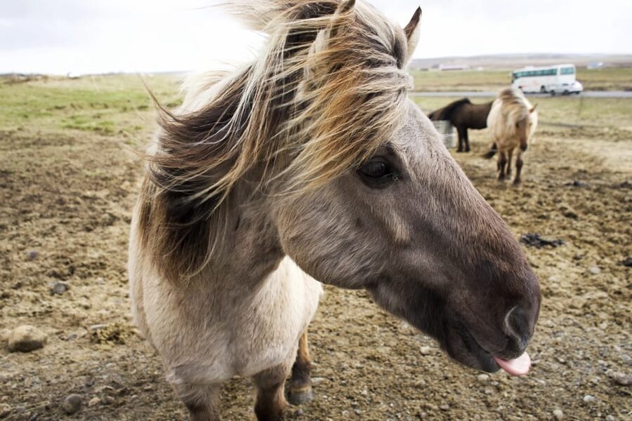 Reykjavik Combo: Horse Riding & Snorkeling in Silfra Fissure - Should you book the horse riding and Silfra combo?