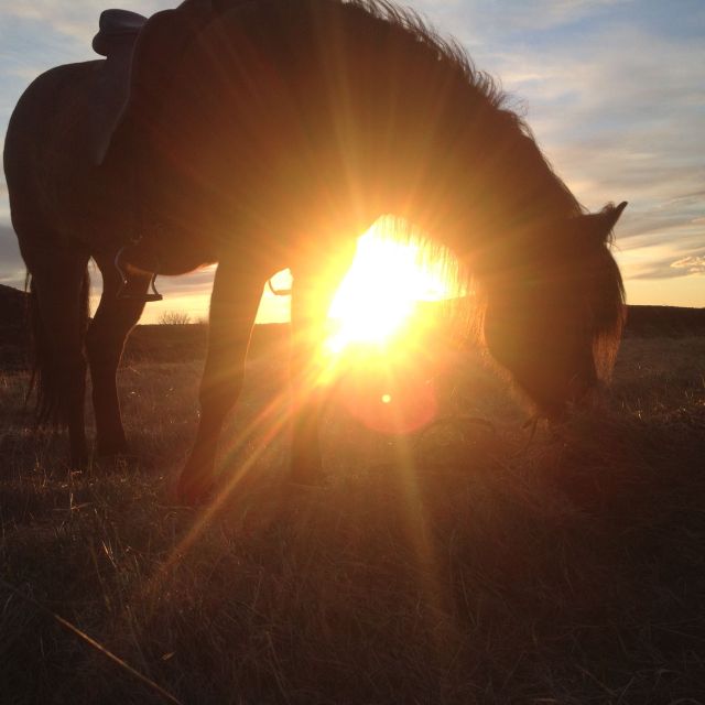 Reykjavik: Evening Sleipnir Horse Riding Tour with Pickup - Who should book this ride?