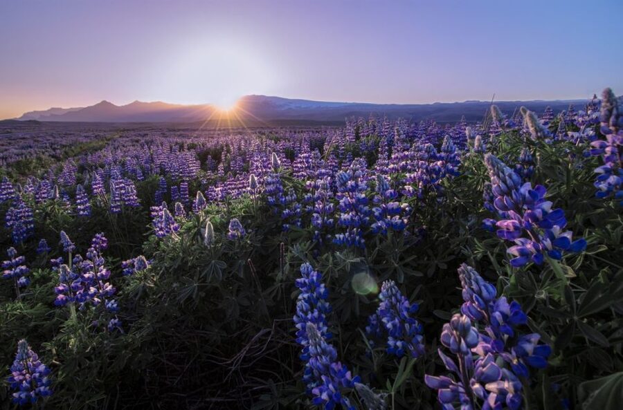 Reykjavik: Golden Circle, Tomato Farm and Kerið Crater Tour - Gullfoss, where the day gets loud