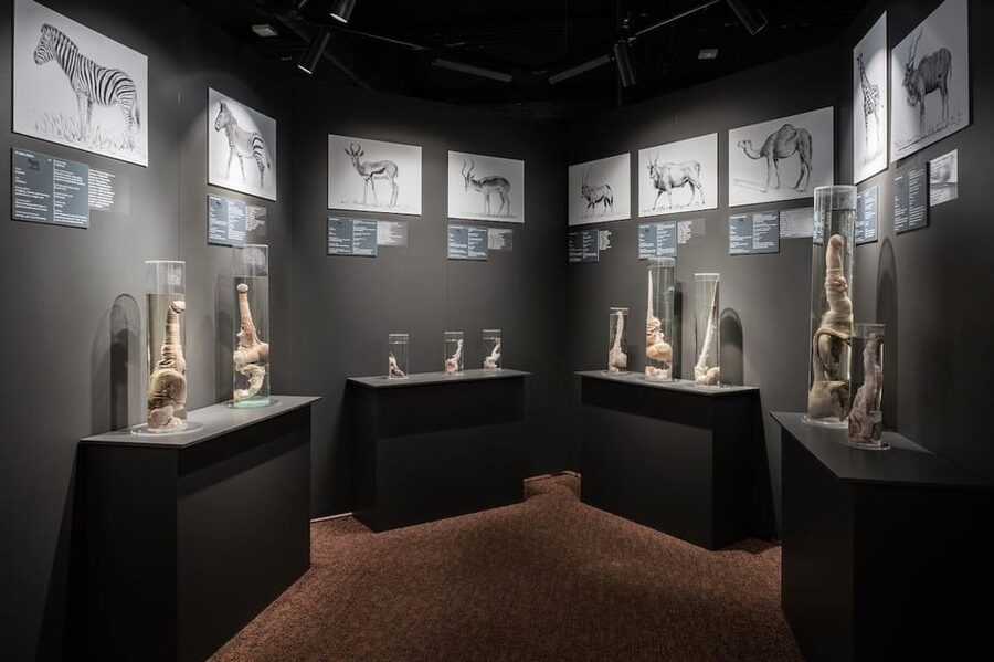 Reykjavik: Icelandic Phallological Museum Entry Ticket - The visit is built around one clear theme