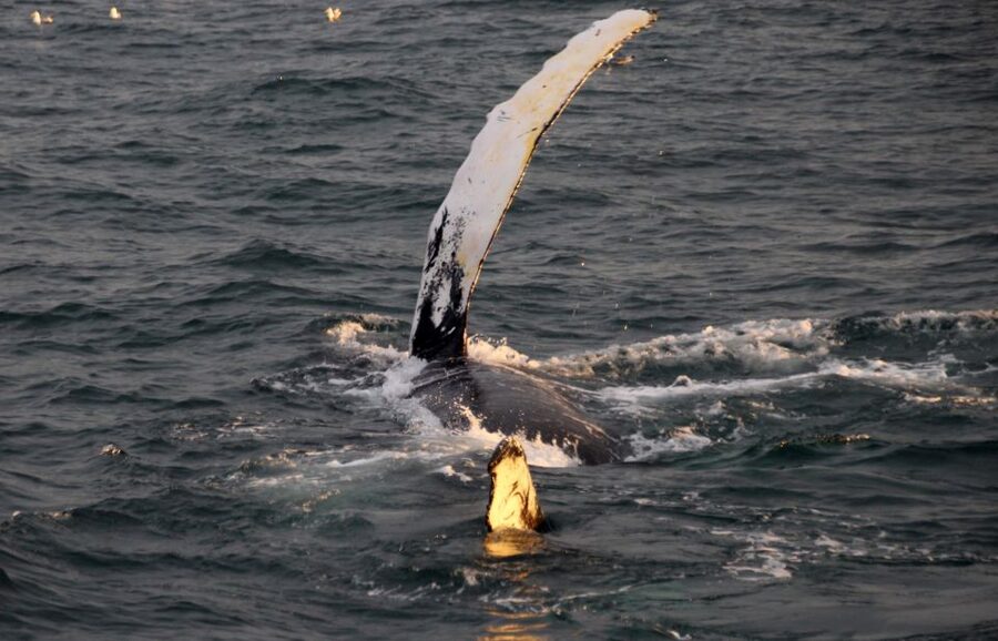 Reykjavík: Midnight Sun Whale Watching Cruise - Sailing out of Reykjavík at 9 PM