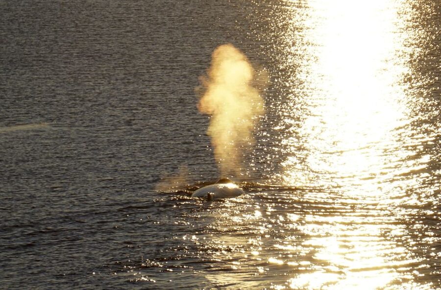 Reykjavík: Midnight Sun Whale Watching Cruise - The animals you may find in Faxaflói Bay