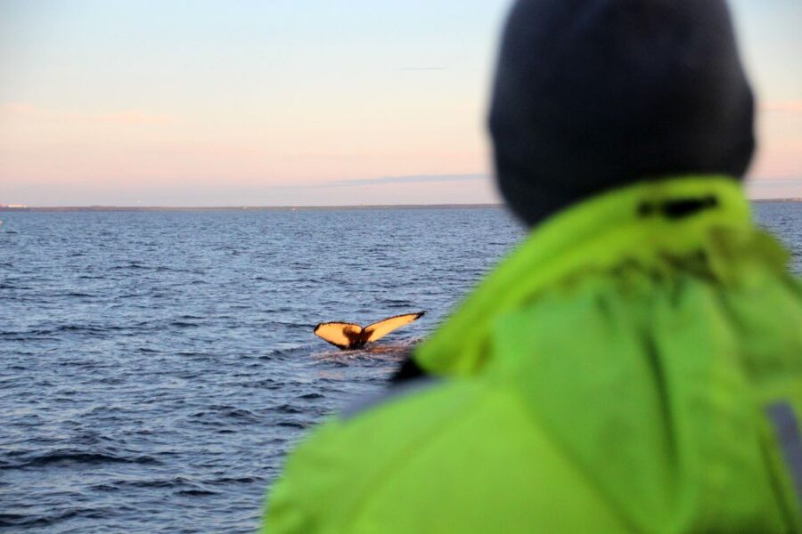 Reykjavík: Midnight Sun Whale Watching Cruise - My verdict on the Reykjavík midnight-sun cruise