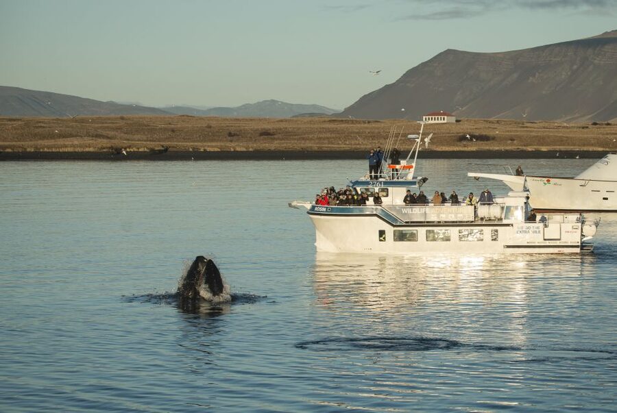 Reykjavík: Midnight Sun Whale Watching Cruise - Why the midnight sun changes the experience
