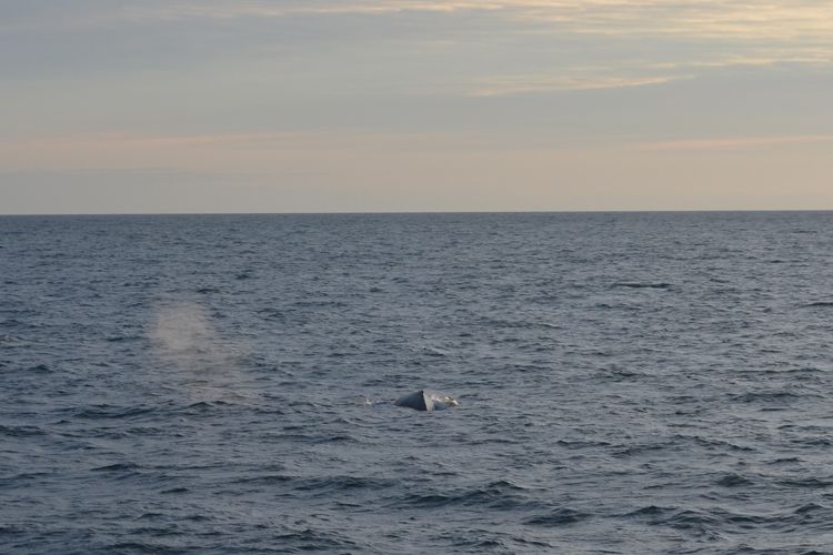 Reykjavik: Midnight Sun Whale Watching Tour - Sailing into Faxafloi Bay after dark