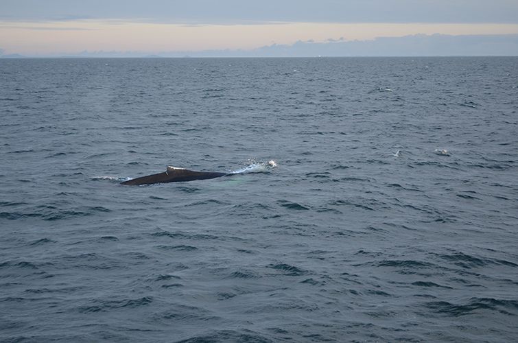 Reykjavik: Midnight Sun Whale Watching Tour - A return trip with music and harbor views