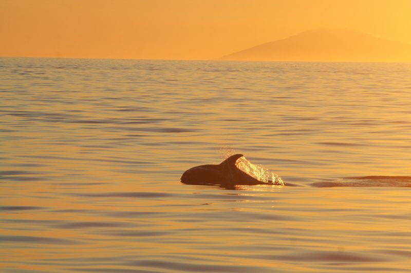 Reykjavik: Midnight Sun Whale Watching Tour - The whale guarantee and the luck factor