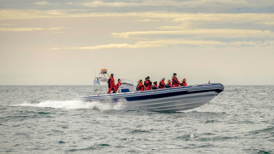 Reykjavik: Premium Whale and Puffin Watching Evening Tour - Searching Faxaflói Bay for whales and dolphins