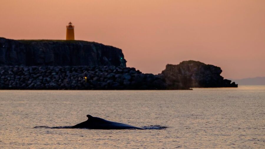 Reykjavik: Premium Whale and Puffin Watching Evening Tour - Why the guide and captain make a difference