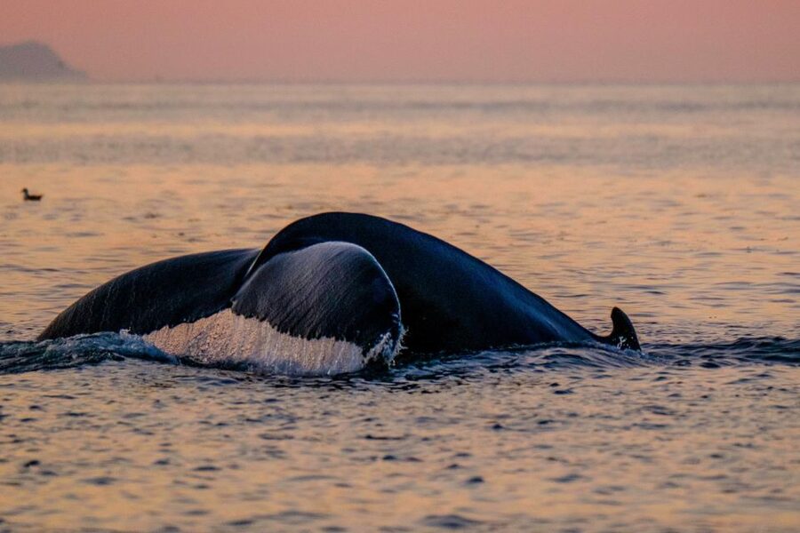 Reykjavik: Premium Whale and Puffin Watching Evening Tour - The return beside the Sun Voyager and Harpa