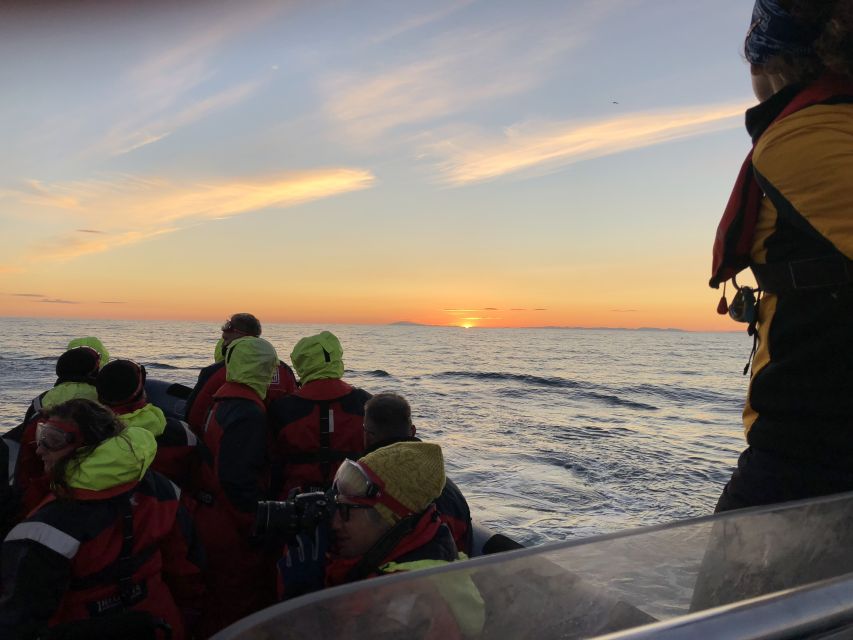 Reykjavik: Premium Whale and Puffin Watching Evening Tour - My recommendation: book it for the boat, not only the whales