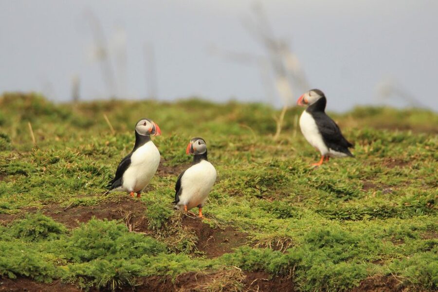 Reykjavik: Premium Whale and Puffin Watching Evening Tour - FAQ