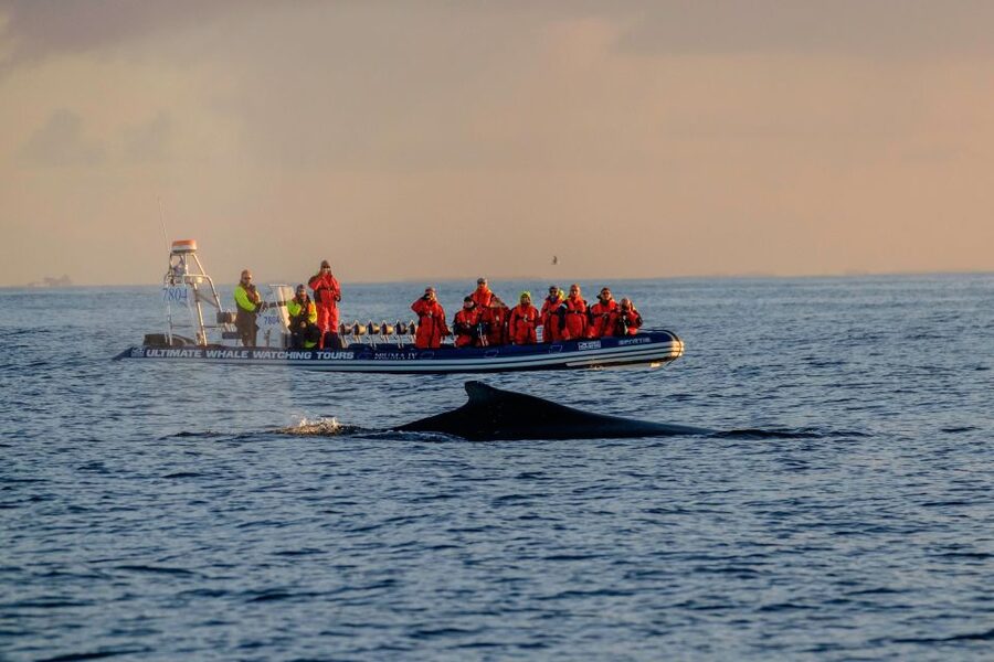 Reykjavik: Premium Whale Watching with Flexible Ticket - Key points to know before you book