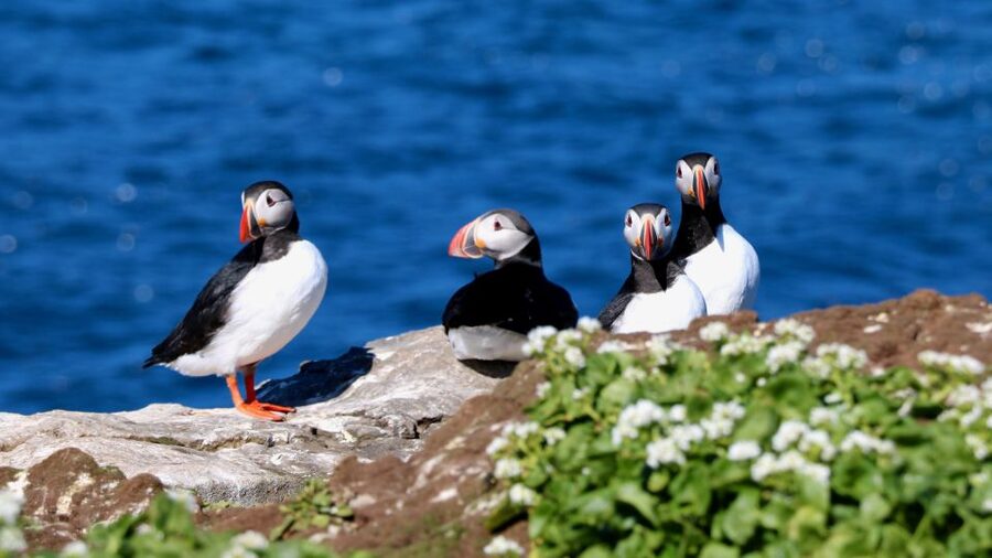 Reykjavik: Premium Whale Watching with Flexible Ticket - Leaving Reykjavik Old Harbour by RIB