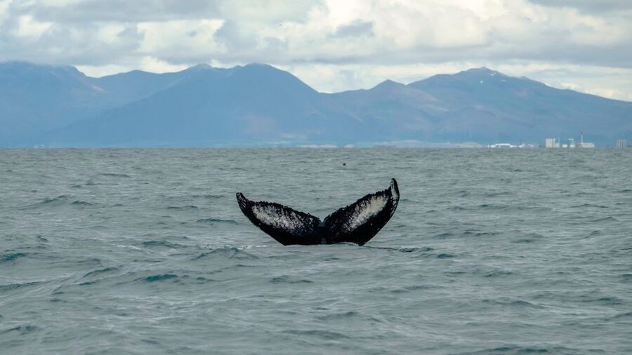 Reykjavik: Premium Whale Watching with Flexible Ticket - Puffins near the harbor from May through August