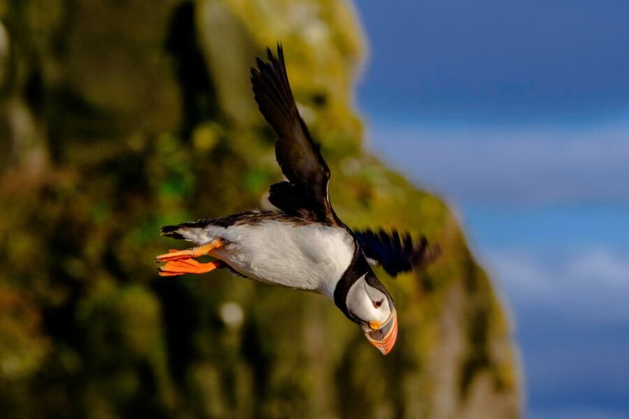 Reykjavik: Premium Whale Watching with Flexible Ticket - The ride back along Reykjavik’s shoreline