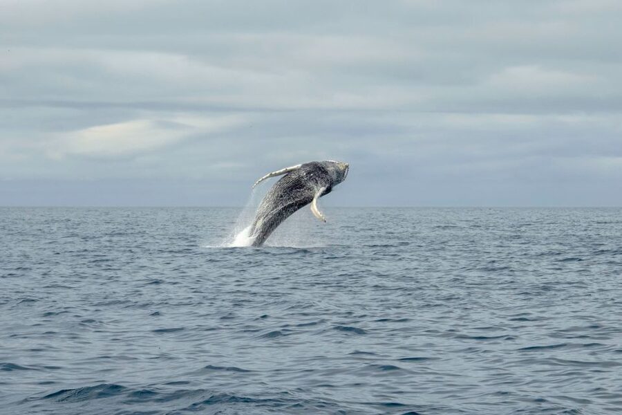 Reykjavik: Premium Whale Watching with Flexible Ticket - Why the RIB format is worth the extra cost