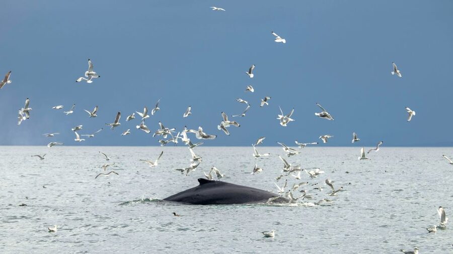 Reykjavik: Premium Whale Watching with Flexible Ticket - Who should choose this boat?
