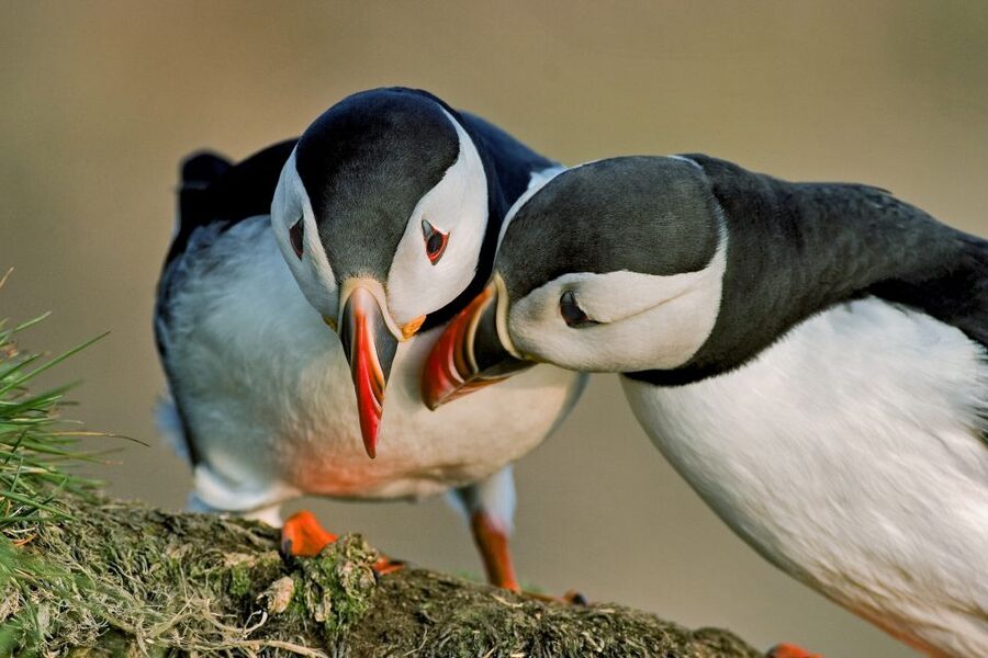 Reykjavik: Puffin Watching Boat Tour - Why this one-hour boat ride works in Reykjavik