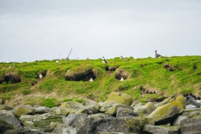 Puffin Watching Boat Tour
