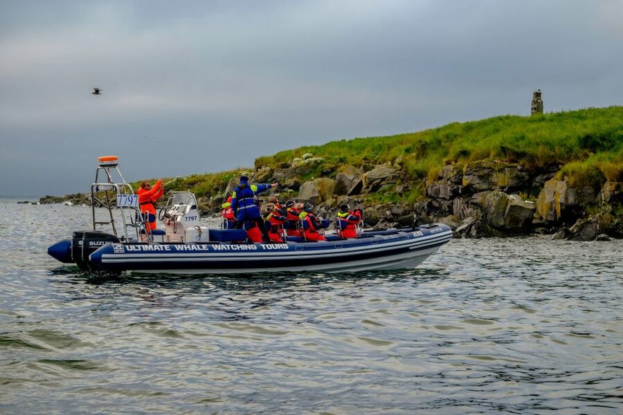 Reykjavik: Puffin Watching Tour - Who should book this RIB tour?