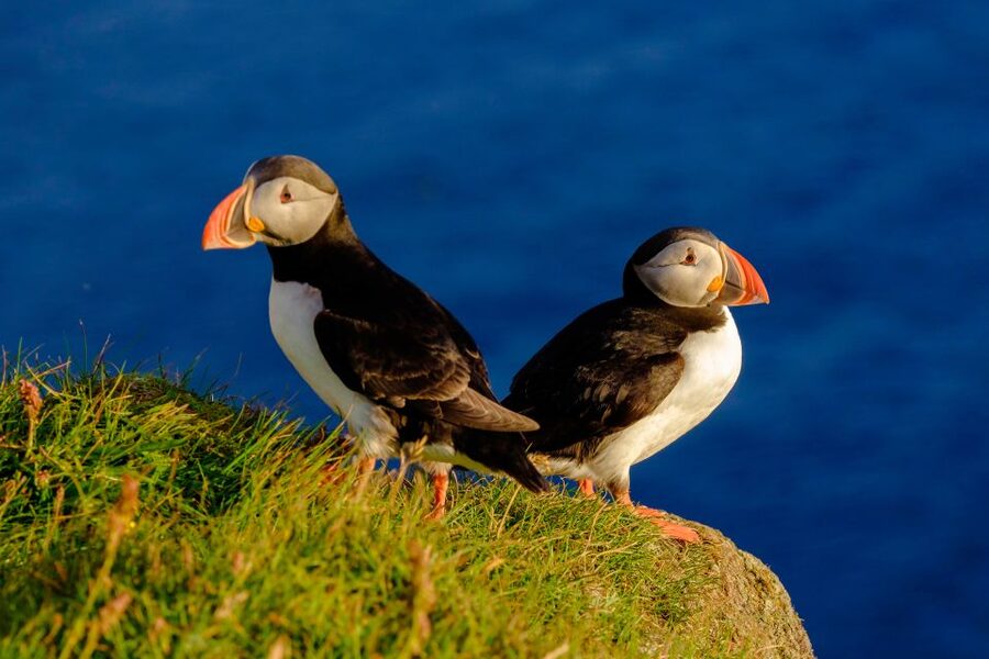 Reykjavik: Puffin Watching Tour - Reaching the puffin islands