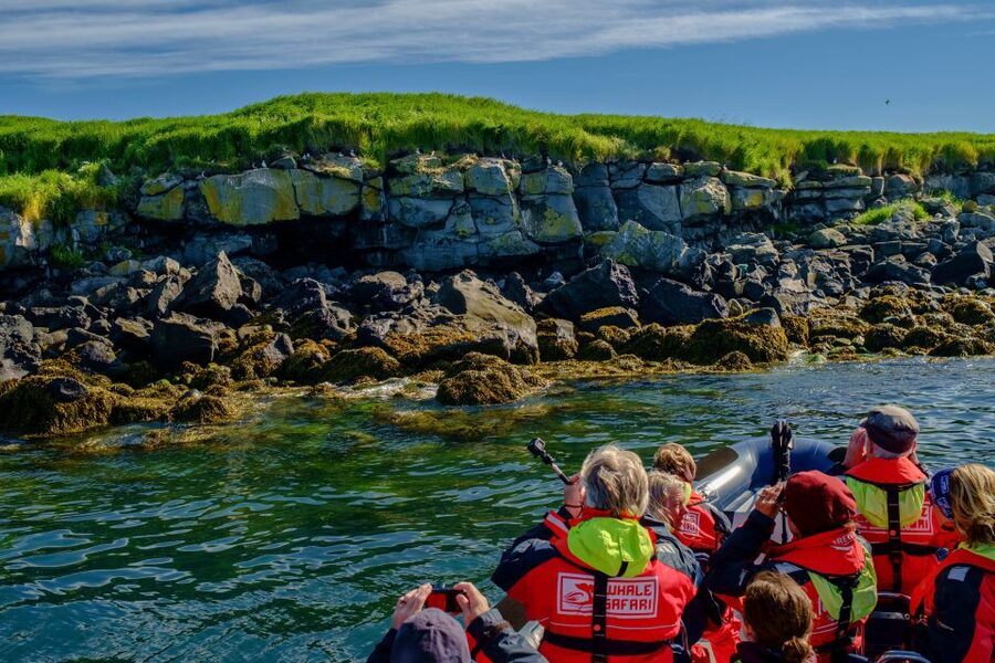 Reykjavik: Puffin Watching Tour - Watching puffins behave like wild birds
