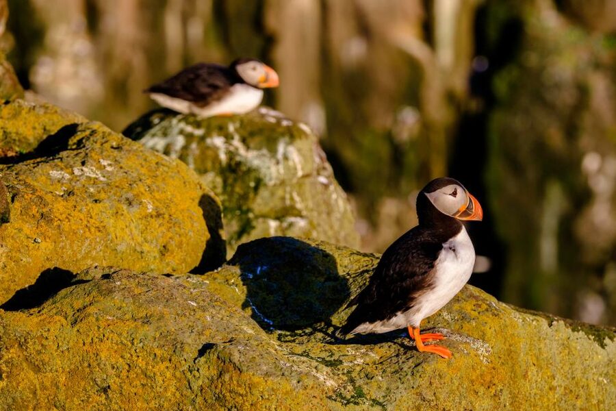 Reykjavik: Puffin Watching Tour - Photography: close enough to see, tricky enough to miss