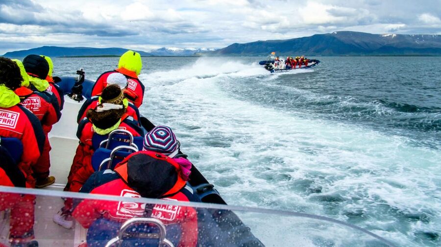 Reykjavik: Puffin Watching Tour - The best time to see the colonies
