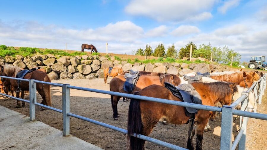 Reykjavik: Red Lava Horse Riding Tour - Warm clothing matters more than fancy equipment
