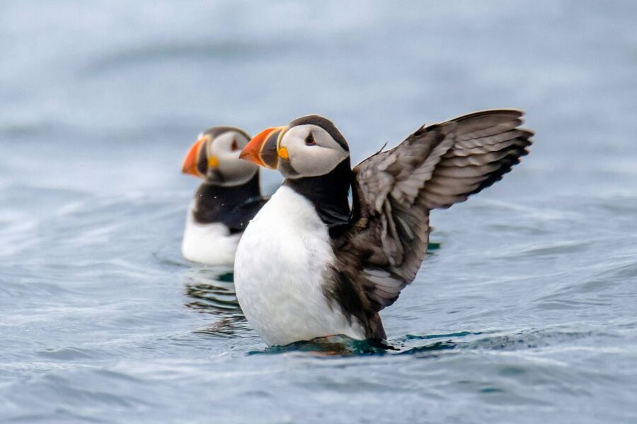 Reykjavík: RIB Speed-Boat Puffin Watching Tour - Leaving Reykjavík and seeing Harpa from the bay