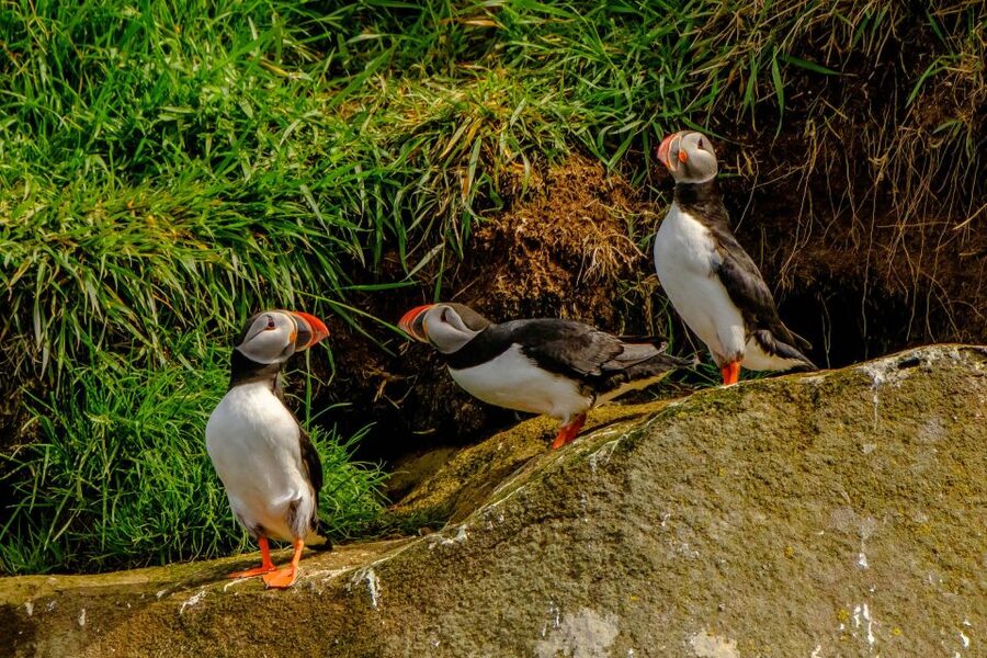 Reykjavík: RIB Speed-Boat Puffin Watching Tour - How to prepare for the best possible ride