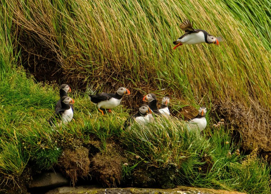 Reykjavík: RIB Speed-Boat Puffin Watching Tour - Suiting up for an exposed Icelandic ride