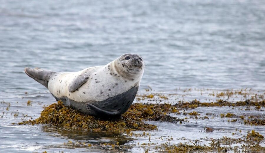 Reykjavik: Snæfellsnes Day Trip with Vatnshellir Lava Cave - Arnarstapi, sea cliffs, and Bárður