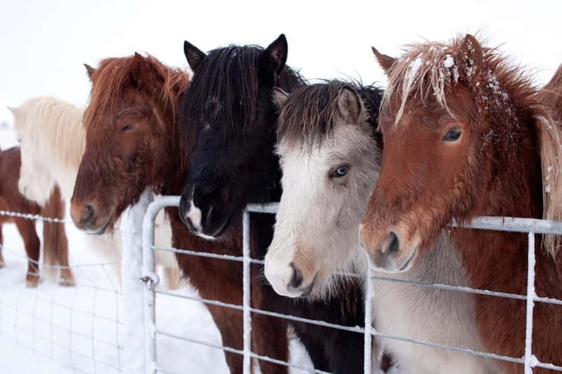 Reykjavik: The Golden Circle Full-Day Tour - How the timing feels in real life