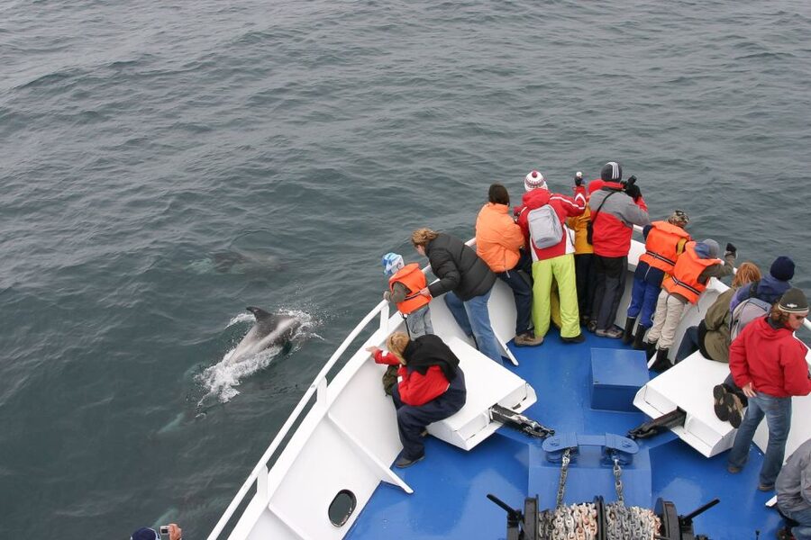 Reykjavik: the Original 3-Hour Whale Watching Tour - Key points at a glance