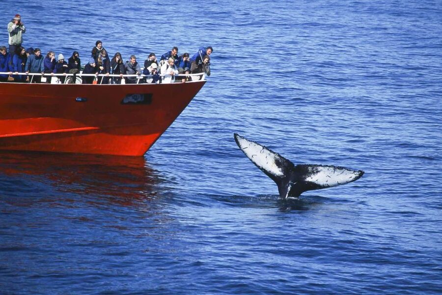 Reykjavik: the Original 3-Hour Whale Watching Tour - Should you book the Reykjavik whale-watching tour?