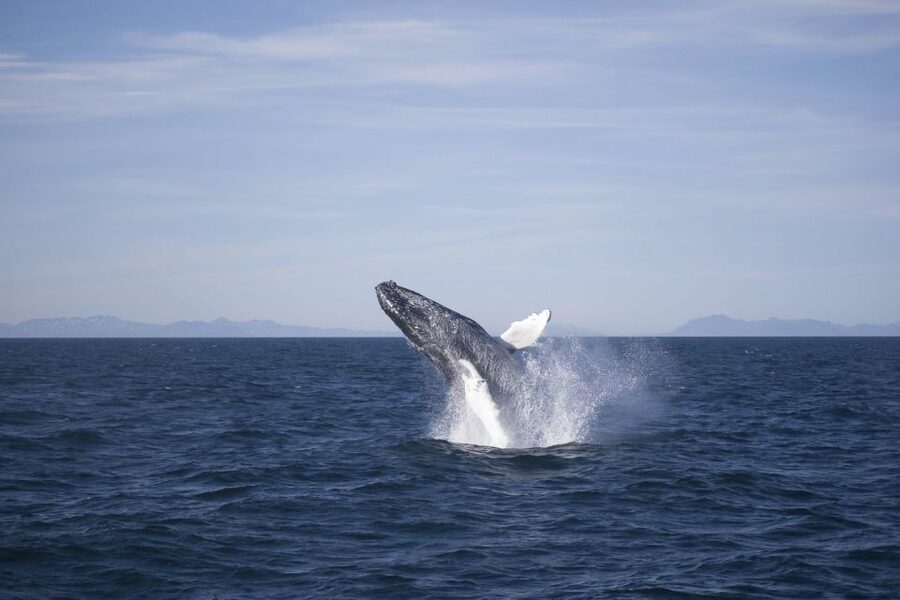 Reykjavik: the Original 3-Hour Whale Watching Tour - Setting out from Reykjavik’s Old Harbour