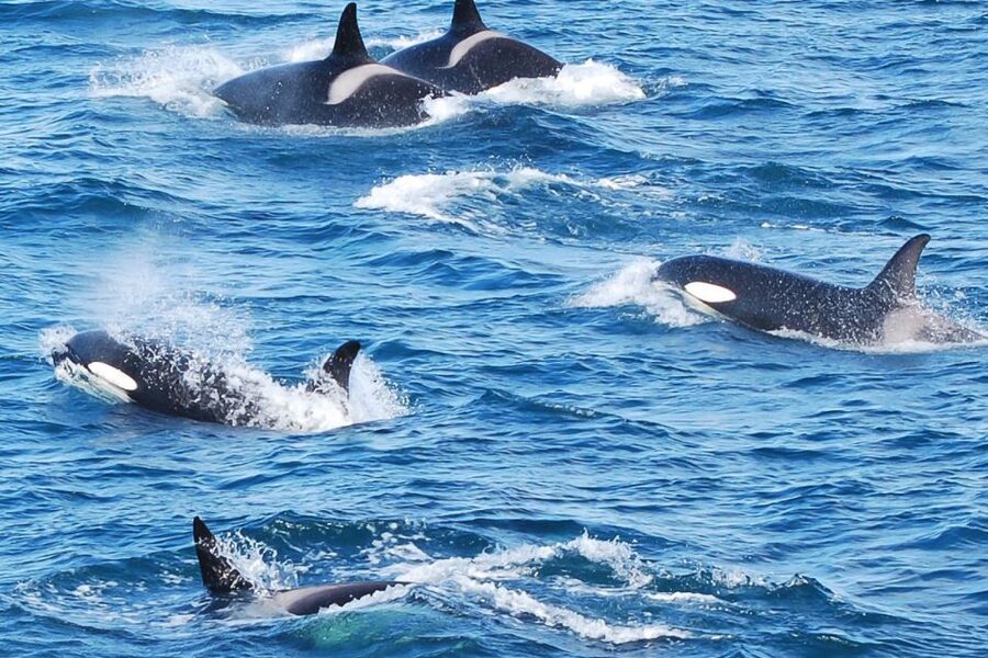 Reykjavik: the Original 3-Hour Whale Watching Tour - What you might see near the boat