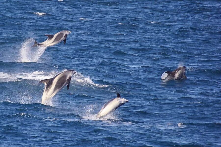 Reykjavik: the Original 3-Hour Whale Watching Tour - Responsible whale watching with Elding