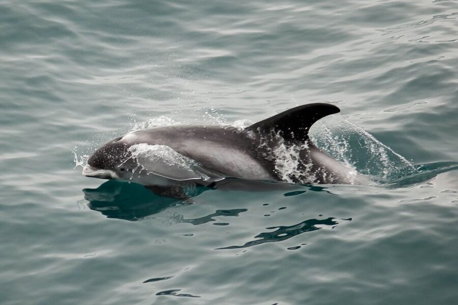 Reykjavik: the Original 3-Hour Whale Watching Tour - Staying warm for three hours on the water
