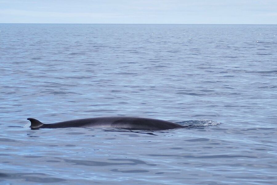 Reykjavik: the Original 3-Hour Whale Watching Tour - Timing, photos, and the sighting guarantee