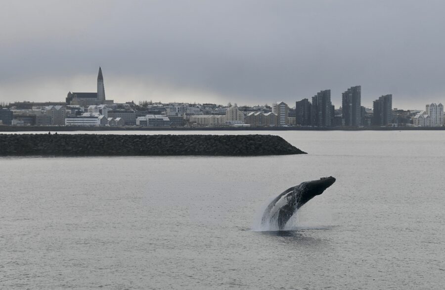 Reykjavik: the Original 3-Hour Whale Watching Tour - Is $108 a fair price?