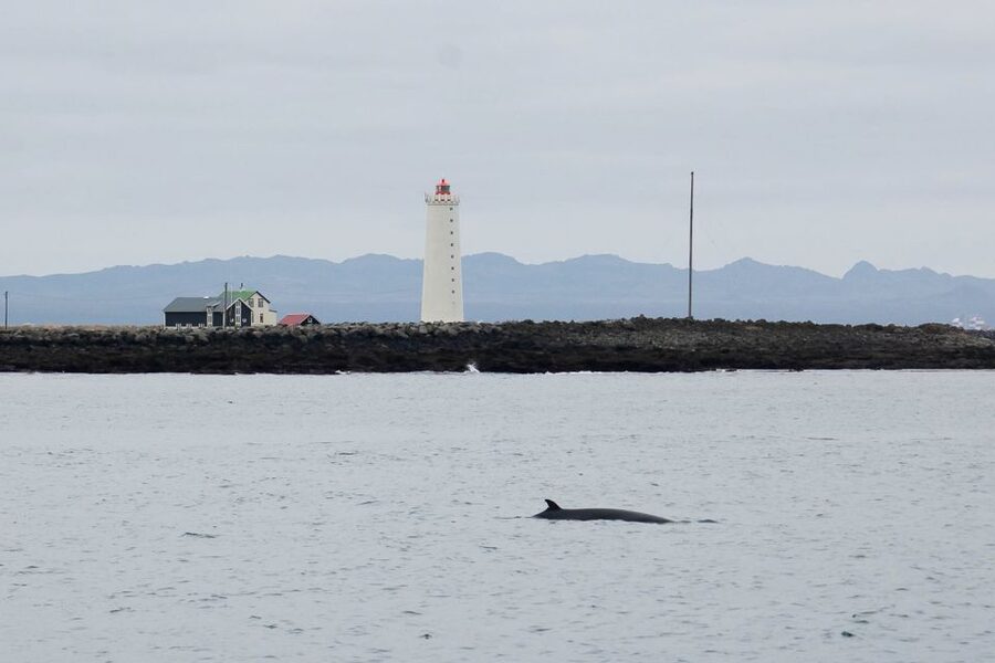 Reykjavik: the Original 3-Hour Whale Watching Tour - Who will enjoy this tour most?