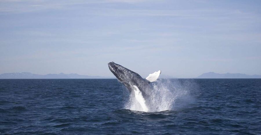 Reykjavik: the Original 3-Hour Whale Watching Tour - Into Faxaflói bay with a marine biologist
