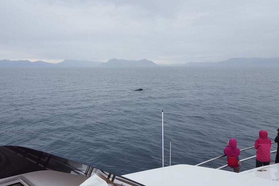 Reykjavik: Whale Watching and Dolphin Watching Yacht Cruise - Practical booking advice