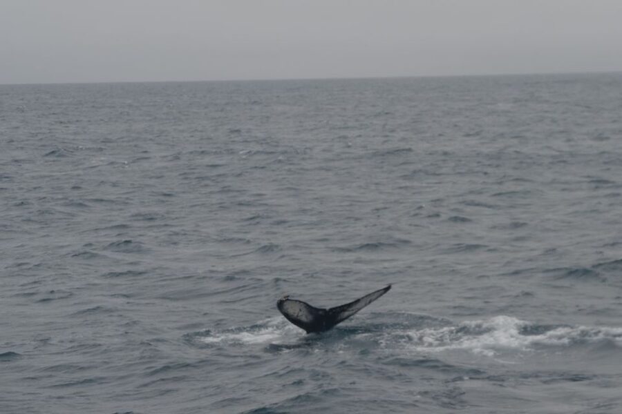 Reykjavik: Whale Watching and Dolphin Watching Yacht Cruise - Finding humpbacks, minke whales, and dolphins