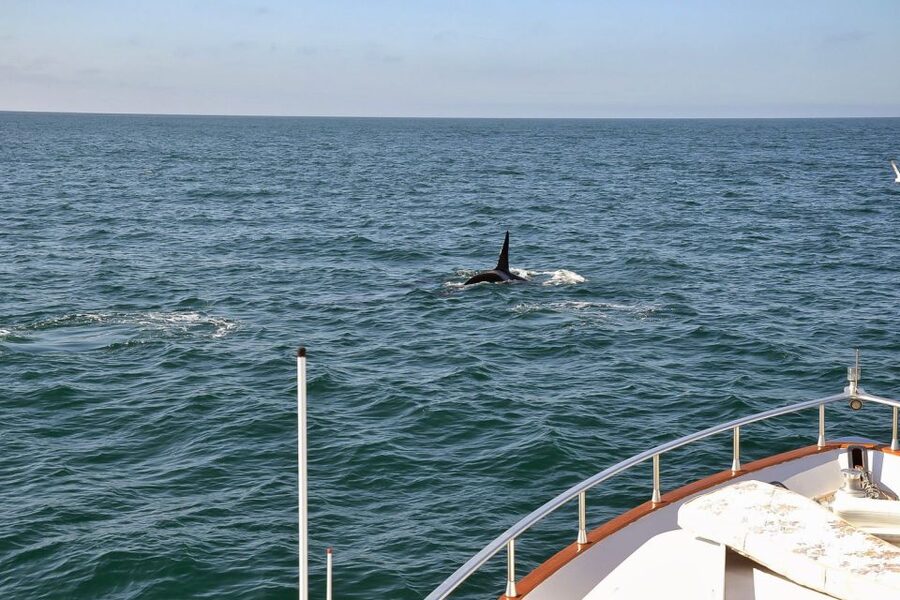 Reykjavik: Whale Watching and Dolphin Watching Yacht Cruise - Summer puffins and the bay’s seabirds