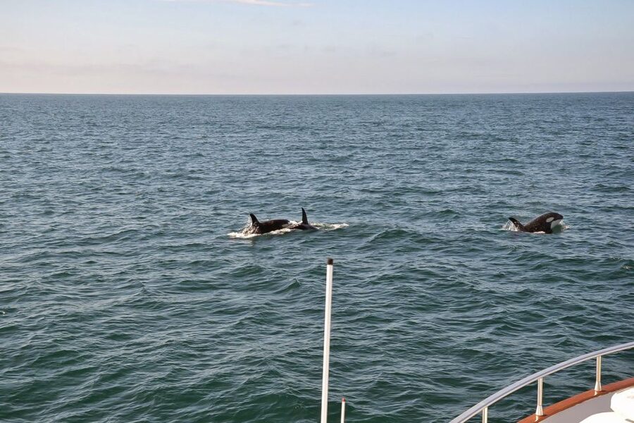 Reykjavik: Whale Watching and Dolphin Watching Yacht Cruise - Is $106 a fair price?