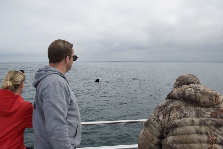 Reykjavik: Whale Watching and Dolphin Watching Yacht Cruise - Who will enjoy this yacht cruise most?